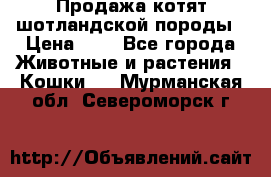 Продажа котят шотландской породы › Цена ­ - - Все города Животные и растения » Кошки   . Мурманская обл.,Североморск г.